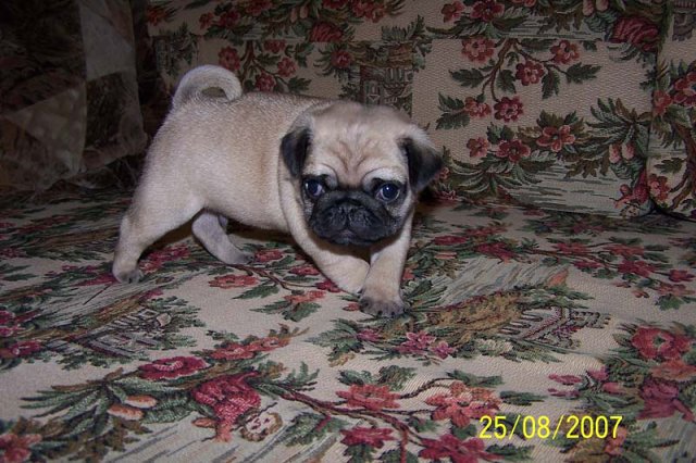 img00011.jpg