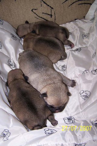 img00013.jpg